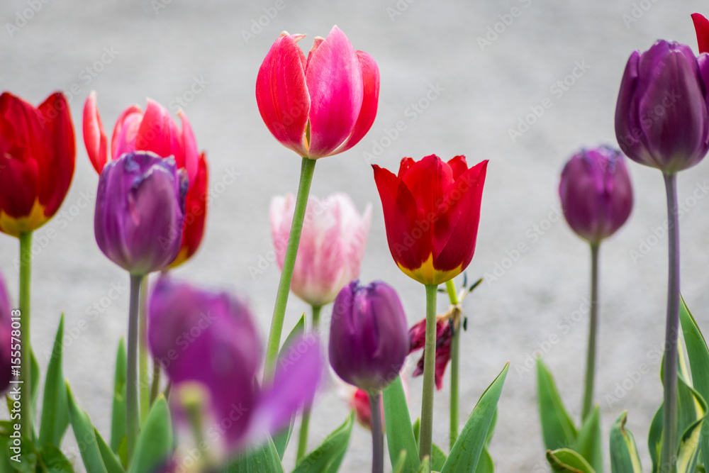 red, pink and lilac tulips