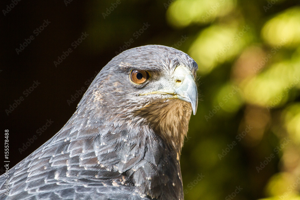 Black Chested Buzzard Eagle (Geranoaetus melanoleucus) Portrait Black Chested Buzzard Eagle (Geranoaetus melanoleucus) Portrait