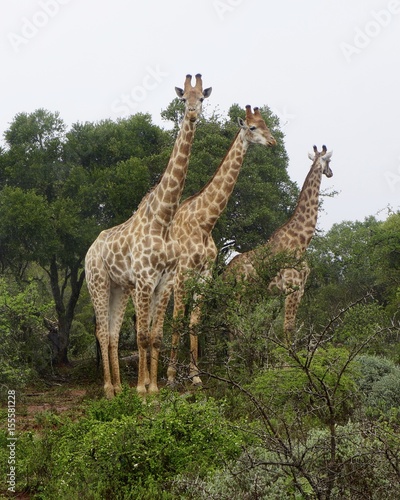 Giraffes posing in African wildlife nature safari