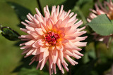 Close up of pink  dahlia flowers in garden