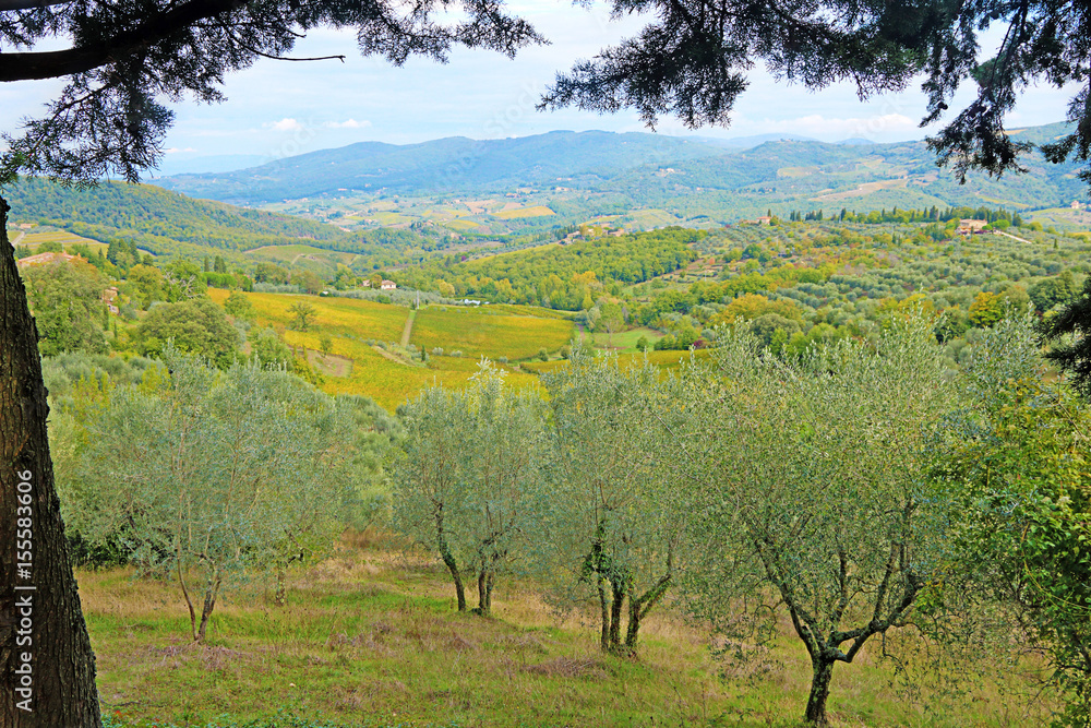 View of olive groves from top of Panzano in Chianti, Tuscany, Italy