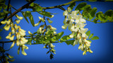 Acacia flower closeup (Robinia pseudoacacia). Acacia tree bloom