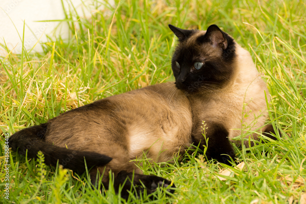 Cat portrait in garden