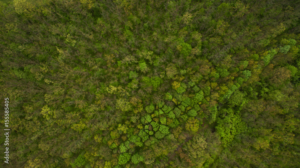 Beautiful landscape forest view from above