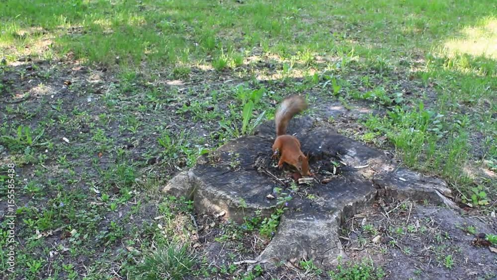 squirrel runs in the park
