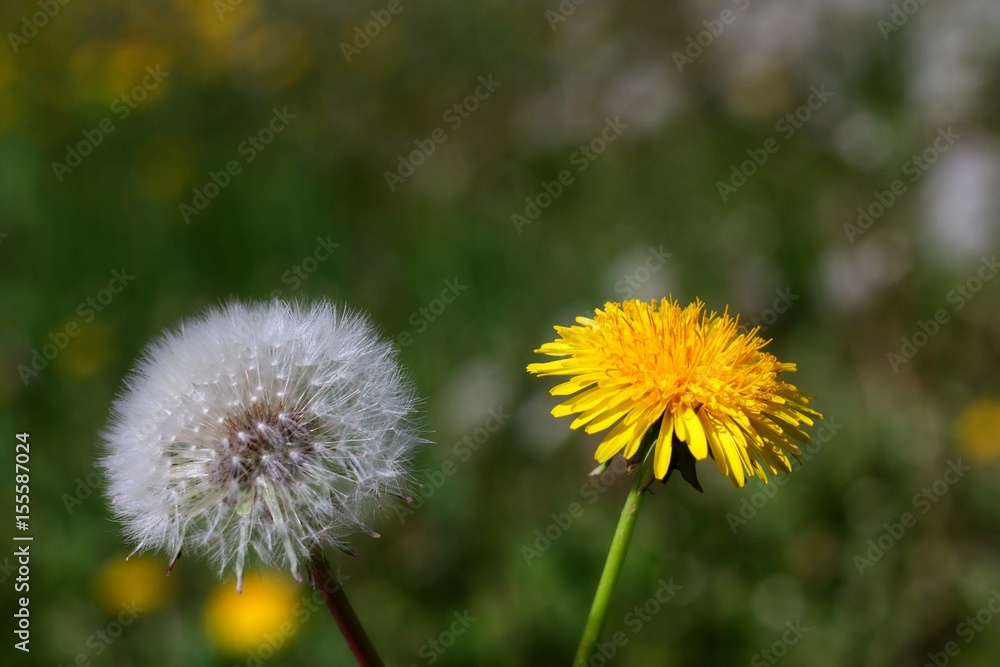 Old and new blooming dandelion flowers on textured natural green background Old and new blooming dandelion flowers on textured natural green background
