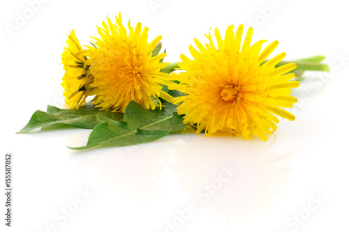 Three dandelions with leaves.