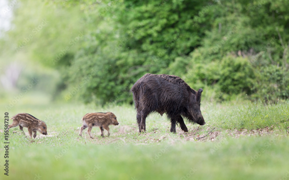 Wild boar with piglets in forest Wild boar with piglets in forest