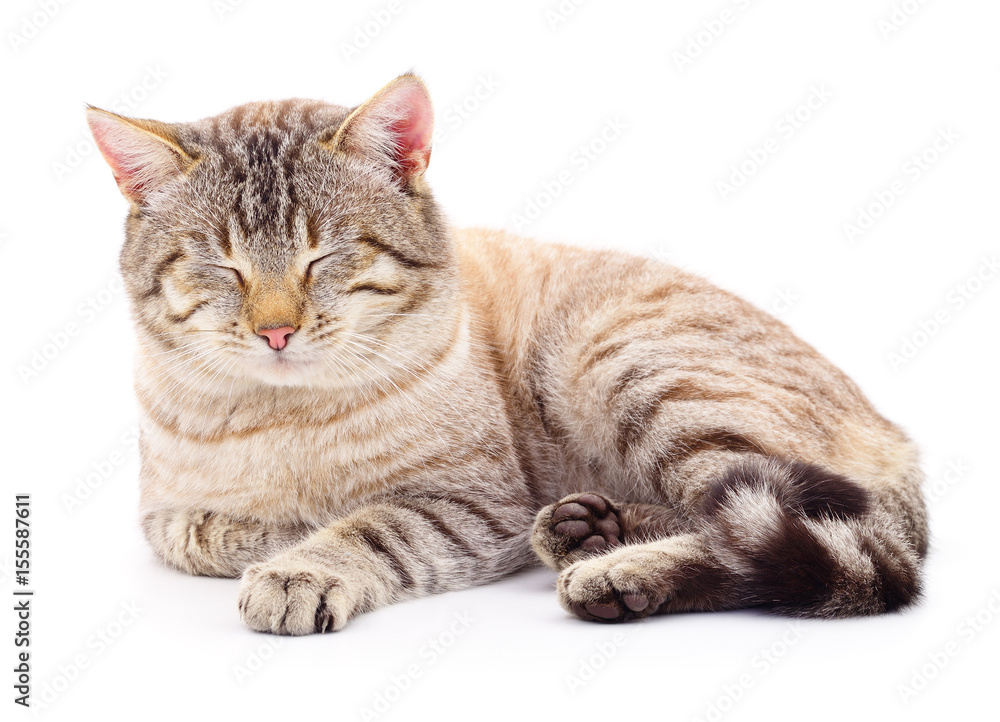 Fototapeta premium Cat on a white background