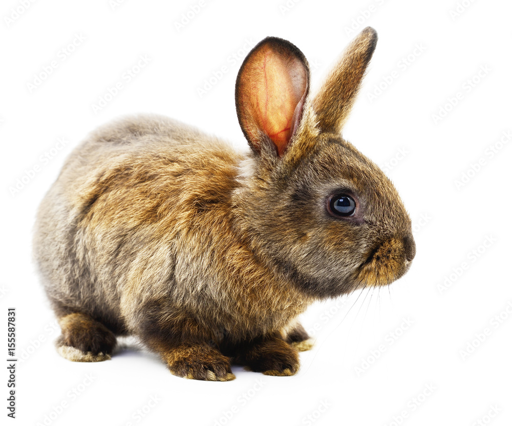 Obraz premium Brown bunny rabbit.