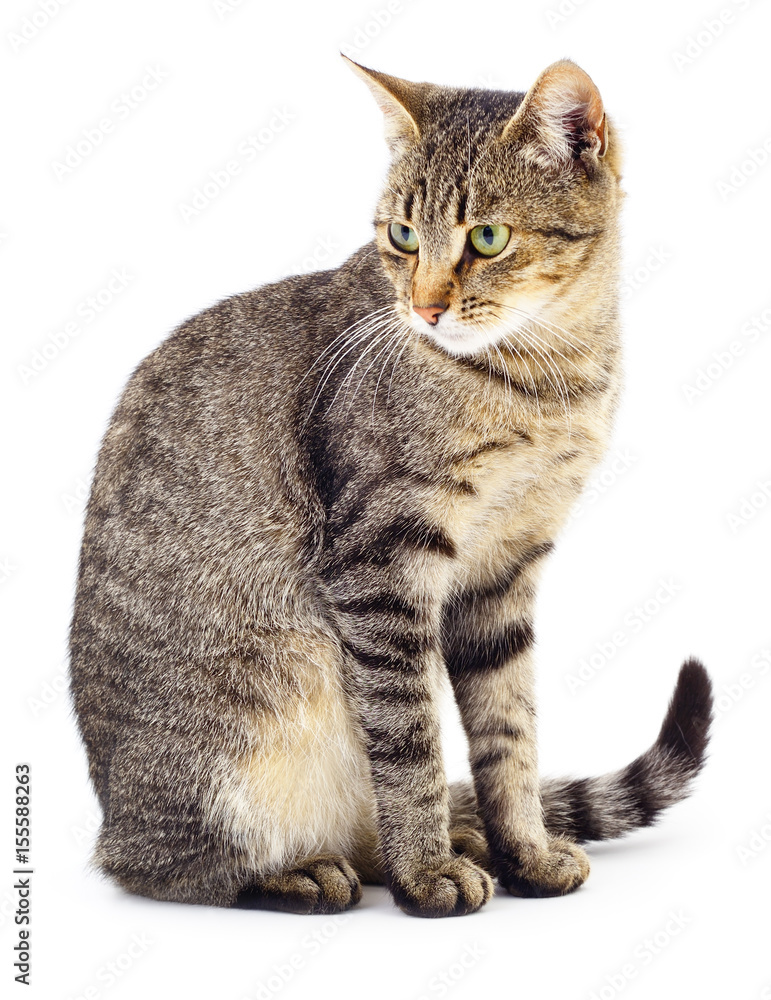 Fototapeta premium Kitten on white background.