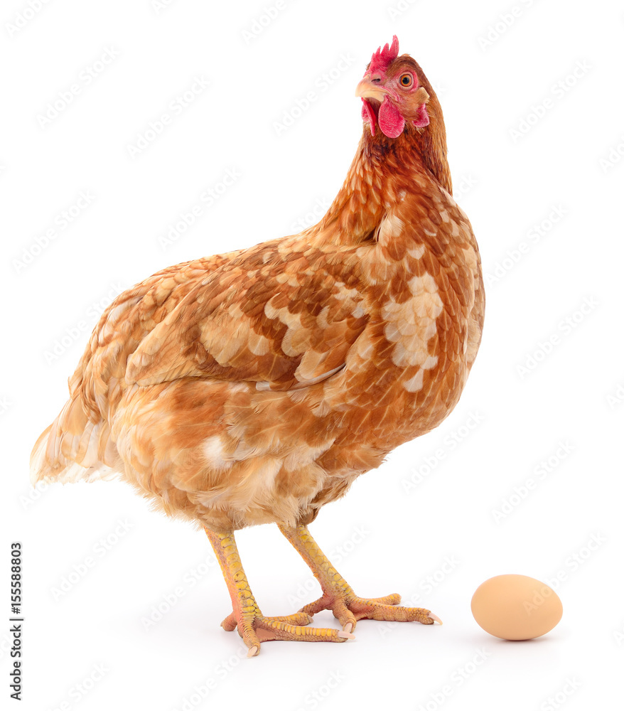 Fototapeta premium Hen and Egg