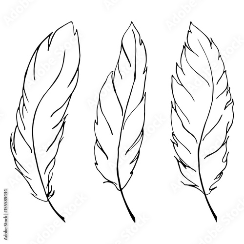 Monochrome black and white bird feather line art set vector