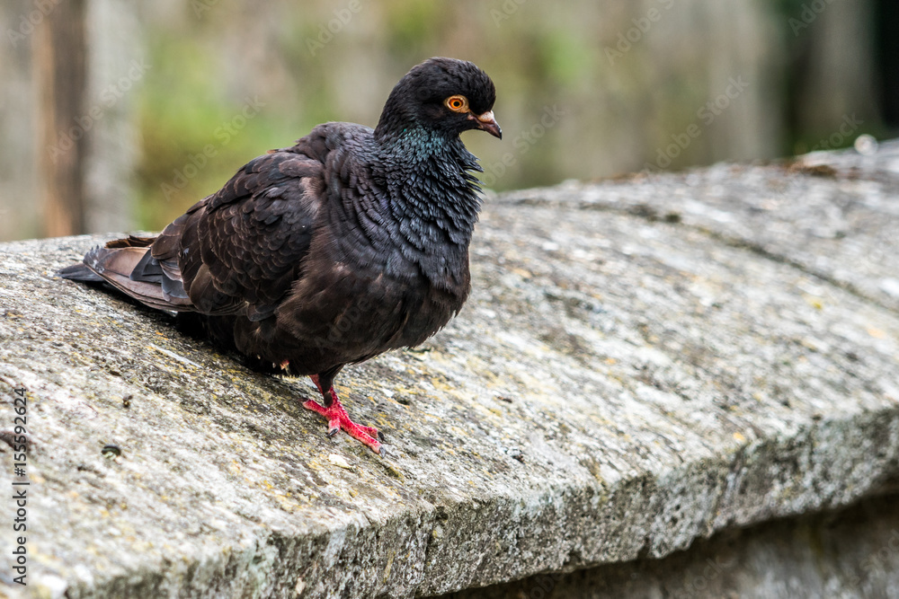 Schwarze Taube sitzt auf grauer Mauer Schwarze Taube sitzt auf grauer Mauer