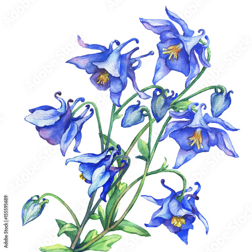The branch flowering blue Aquilegia (common names: granny's bonnet or columbine). Watercolor hand drawn painting illustration on white background.
