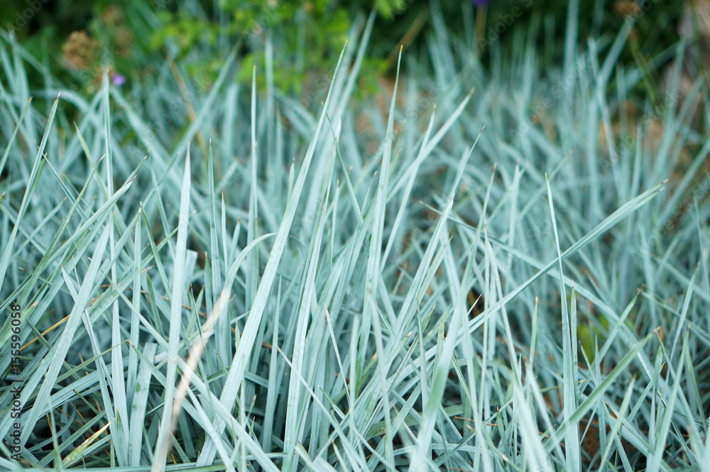 Texas Blue Grass II Texas Blue Grass II