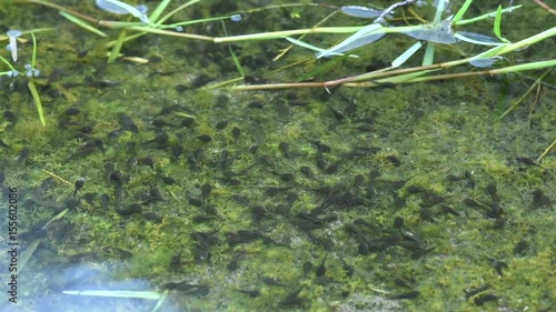 Tadpoles swimming in pond photo