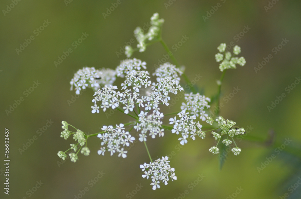 Cow parsley macro Cow parsley macro