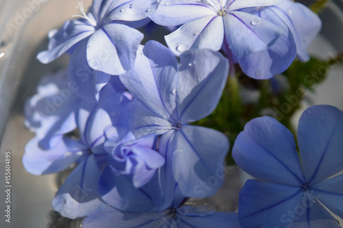 Blue flowers © stephanie