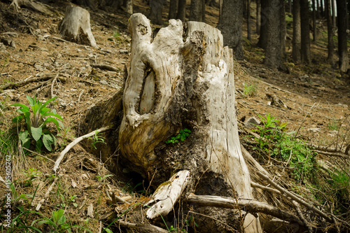 Alter Baumstumpf in Waldlichtung