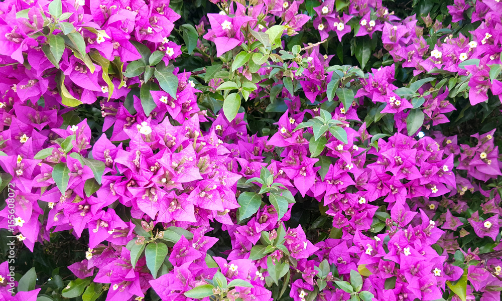 Bougainvillea bloom background Bougainvillea bloom background
