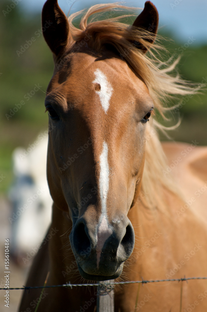 Obraz premium Cavallo della Camargue