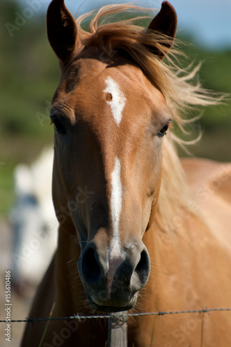 Cavallo della Camargue
