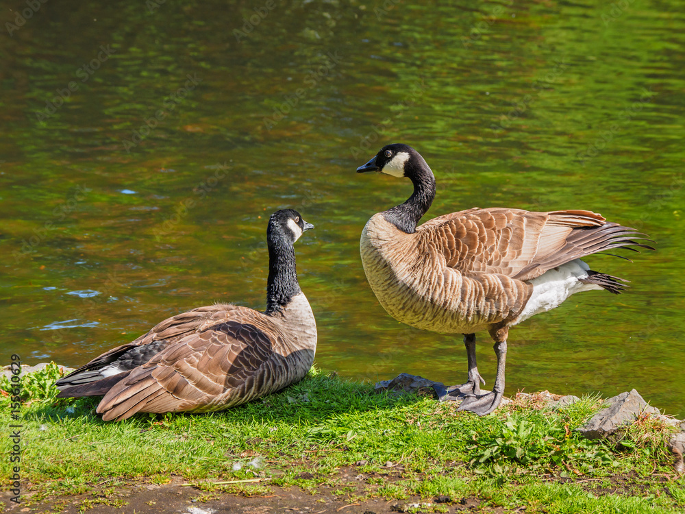 Pair of Canada goose near the lake, looking at each other