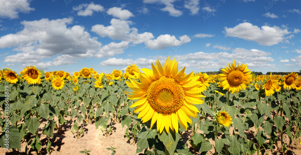 Fototapeta premium Panorámica de un campo de girasoles bajo un cielo de nubes