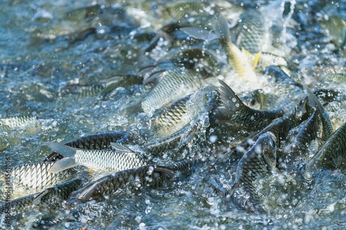Close up Fish in farm at feeding time with blur some fish and water