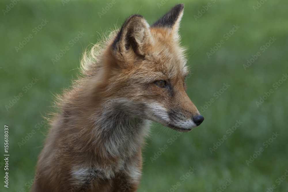 Naklejka premium Foxy