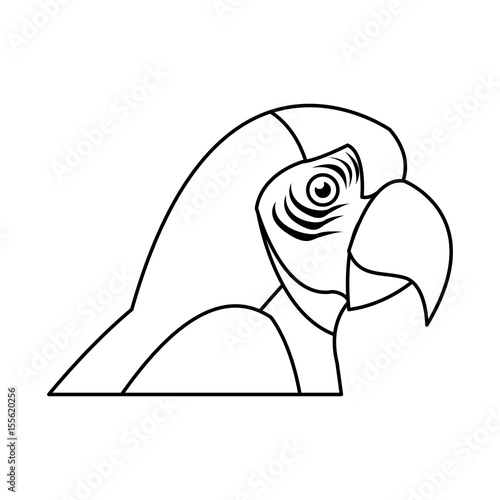 macaw amazon bird brazil wildlife image vector illustration