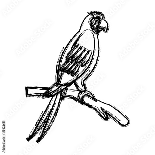 macaw amazon bird brazil wildlife image vector illustration