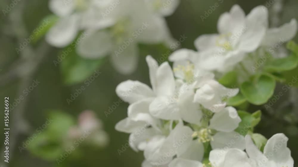 Apple blossom Apple blossom