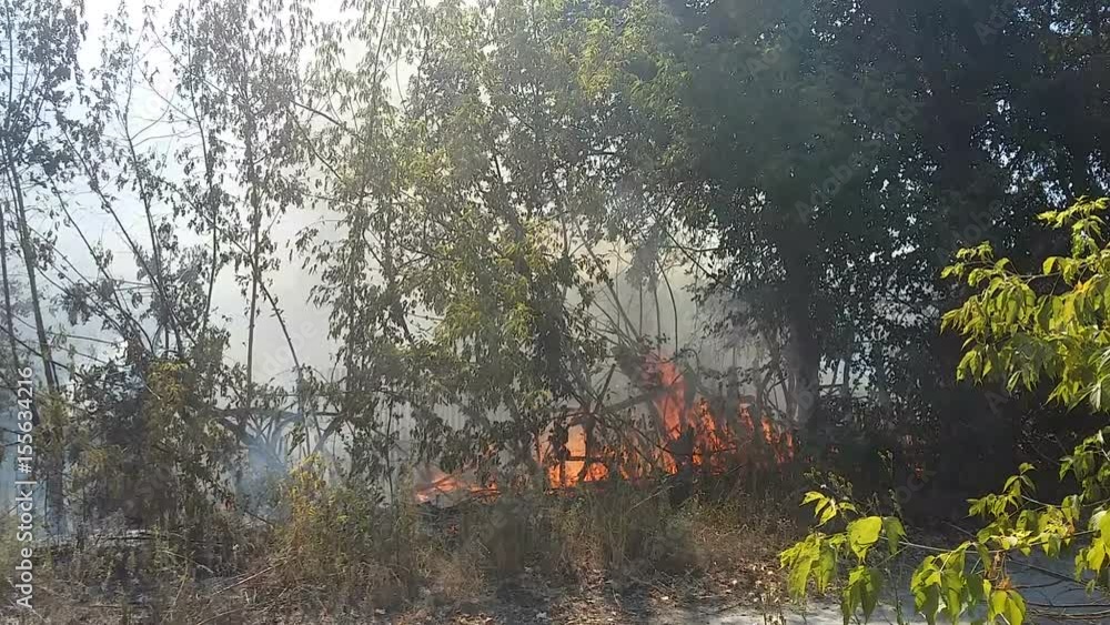 Peatlands burning due anomalously high temperature, natural disaster, wildfires Peatlands burning due anomalously high temperature, natural disaster, wildfires