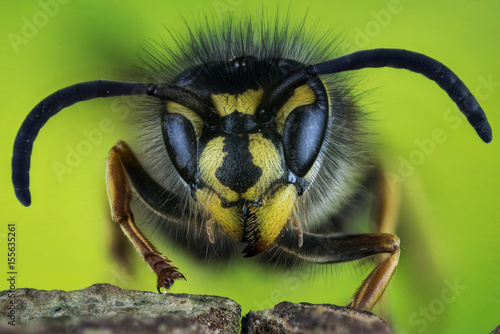 Focus Stacking - Common Wasp, Wasp, Vespula vulgaris © Maciej Olszewski