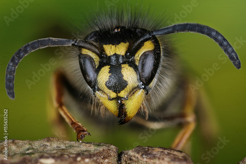 Focus Stacking - Common Wasp, Wasp, Vespula vulgaris