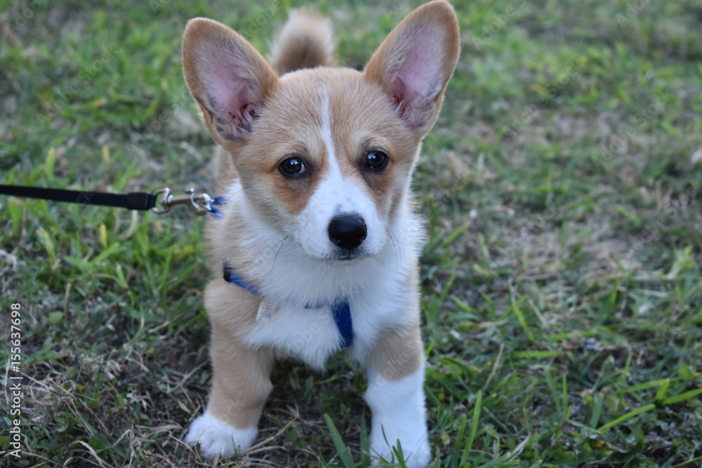 Corgi Puppy on a Walk Corgi Puppy on a Walk