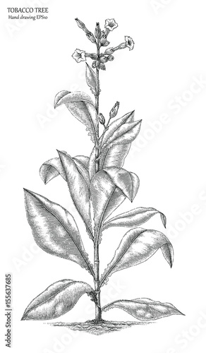 Tobacco tree hand drawing engraving style