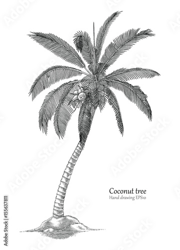 Coconut tree hand drawing engraving style
