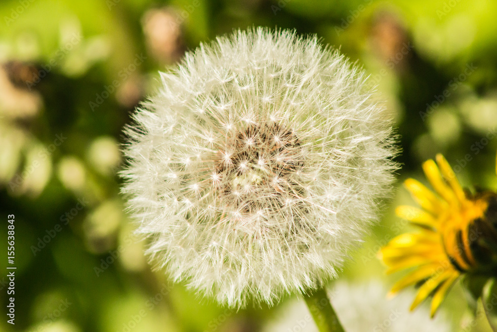 Fototapeta premium White dandelion macro on blurred green background.
