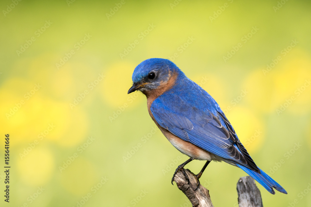 Eastern Bluebird (Sialia sialis) male perched with yellow and green bokeh background