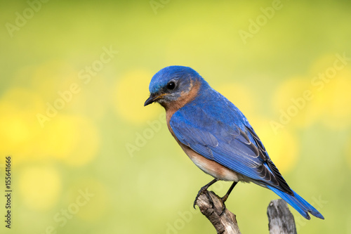 Eastern Bluebird (Sialia sialis) male perched with yellow and green bokeh background © rabbitti