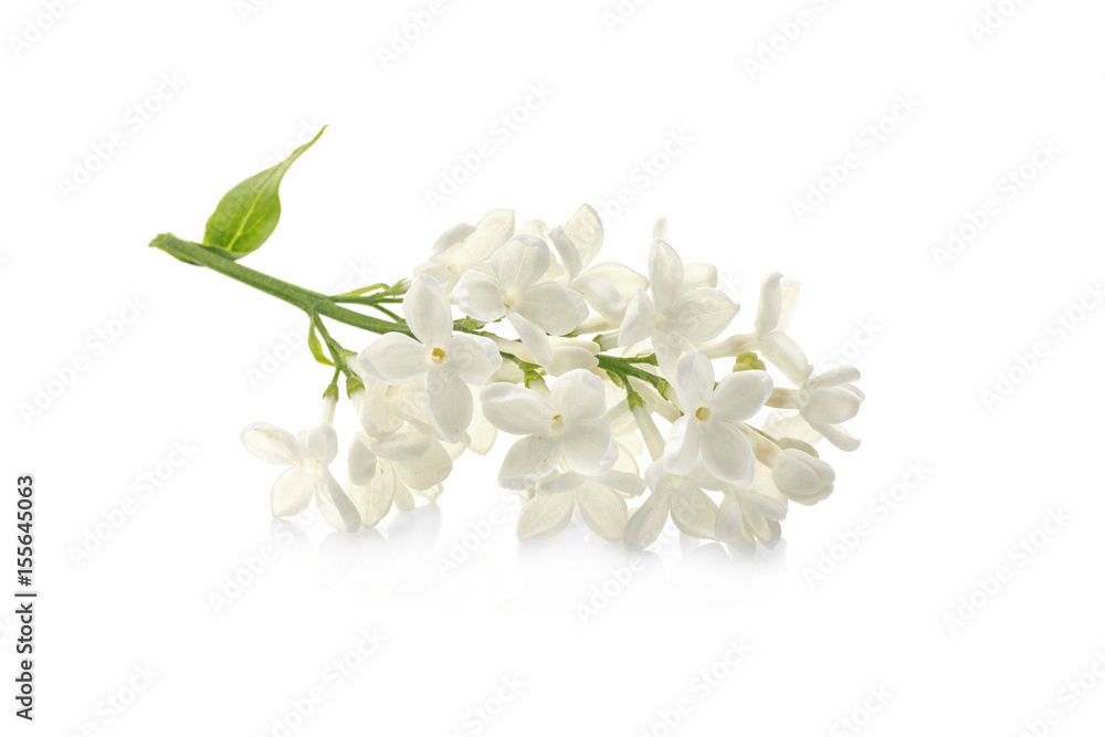 Fototapeta premium Branch of lilac flowers on white background