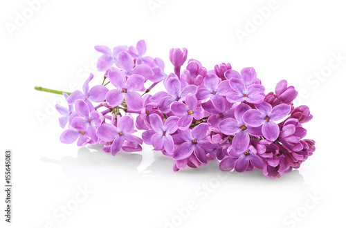 Branch of lilac flowers on white background