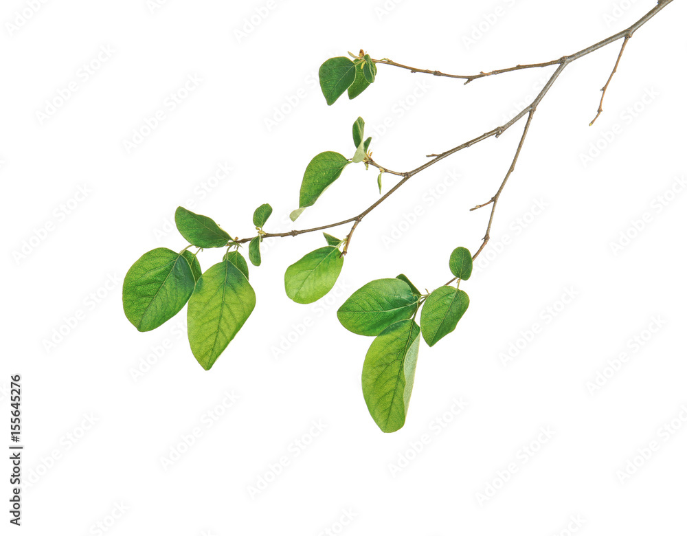 Fototapeta premium Branch of spring tree with green leaves on white background