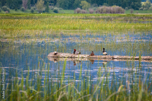 Ducks on a Log