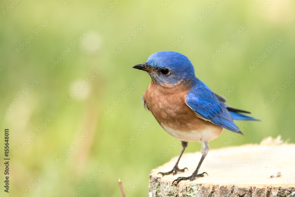 Eastern Bluebird (Sialia sialis) male has curious look as he stands on a stump with beautiful yellow and green bokeh background