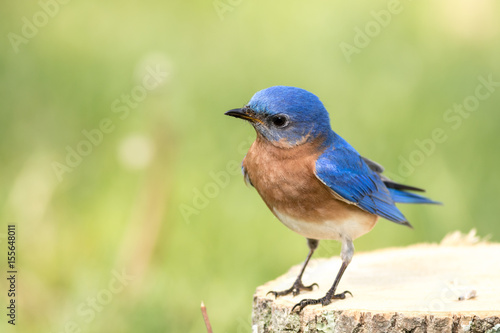 Eastern Bluebird (Sialia sialis) male has curious look as he stands on a stump with beautiful yellow and green bokeh background © rabbitti