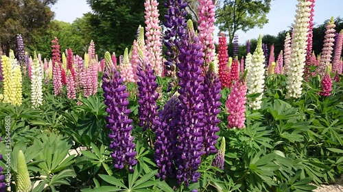 ルピナス　lupin